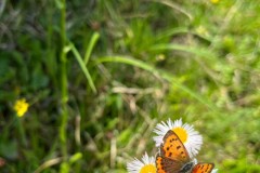 5635C126-276F-4D8F-B52A-869D57625E75