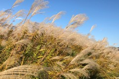 68E52033-E35C-476E-B4B2-5D063B702A0B