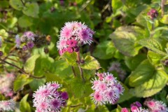 72E011C9-5BA2-4079-81CD-510DA1526D07