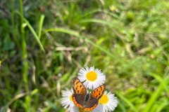 946D72BB-7443-4C45-B700-CB9F207F416B