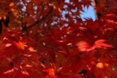 A82C0707-1385-4B91-A82D-3569E0C6CAC4