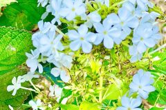 奈良市焼き芋紅はるか