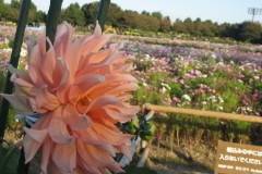 BB71217D-EAA7-4701-B864-6FCF24E37A7D