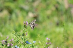 4876255502460374289.74438942cdb99cf04bdae07a22426b01.23042710