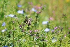 4876255502460374289.7e77e267fd5b668550301b174371c04d.23042710