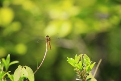 4876255502460374289.b2c971558b8ea3ad51b112407cadde80.23042710