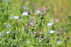 4876255502460374289.e470eba24b072f4bc776530f84dd9ccf.23042710